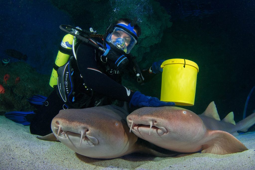 Blue Planet Aquarium seeks an Aquarium Scuba Diver Part Time