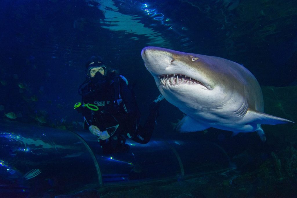 The 7 biggest sharks of Blue Planet Aquarium and the world