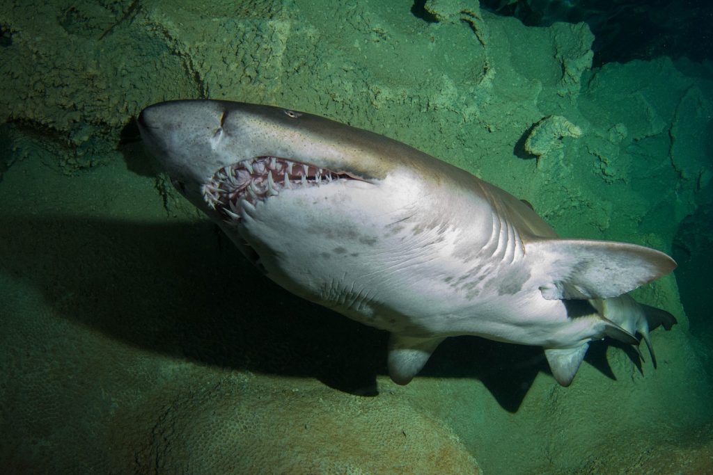 Everything You Wanted to Know About Sharks (But Were Afraid to Ask)