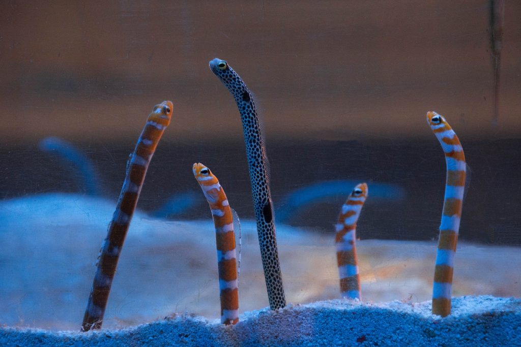 The Longest-Living Sea Creatures in the World